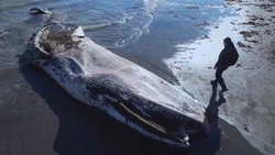 В Макаровском районе на берег выбросило финвала