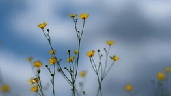  Тепло и солнечно будет на Сахалине 28 июня 