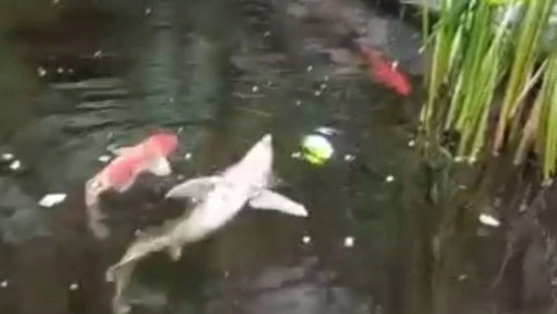 Танцующая стерлядь развлекает отдыхающих в санатории на Сахалине — ВИДЕО