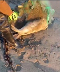 Сотрудник «Газпрома» с сыном спасли маленькую нерпу в районе села Советское в Долинском районе