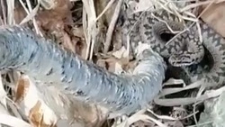 Сахалинец поиздевался над беззащитной гадюкой с помощью палки