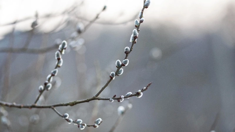 Потепление до +6 градусов спрогнозировали в Сахалинской области 23 марта