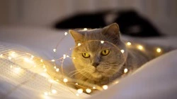 Дачники и жители Южно-Сахалинска остались без света 20 октября 