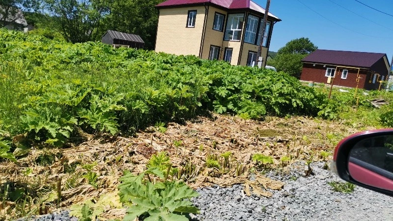 Жители села Ключи на Сахалине пожаловались на заросли ядовитого борщевика 