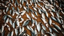 Рыбодобытчиков Сахалина обяжут участвовать в социально-экономическом развитии региона 