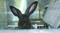 Сахалинцы будут есть диетическое и полезное для здоровья мясо