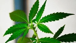 Мужчина ответит в суде за хранение каннабиса в Корсакове