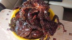 За браконьерскую добычу крабов на Сахалине рыбаки осудили напарника