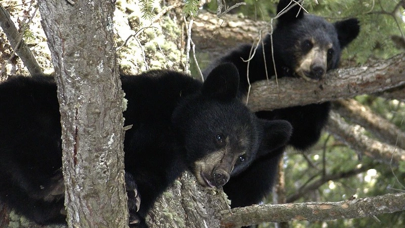 Сахалинцы засняли трех медвежат на верхушке дерева