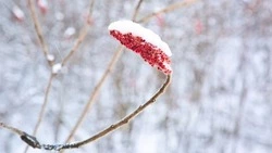 Теплая погода без осадков будет в Южно-Сахалинске 29 января