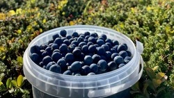 Жители Северных Курил объяснили, как вулкан влияет на вкусовые качества голубики