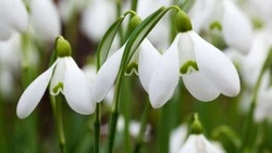 ПАЗЛЫ: Попробуйте собрать картинки с сахалинскими первоцветами