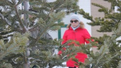 Продажа новогодних елок в Южно-Сахалинске начнется 15 декабря