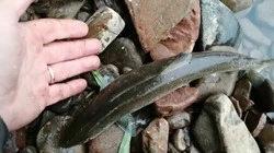 Видеофакт: сахалинский рыбак отпустил маленькую симу