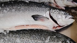 Промысел лососевых в заливе Терпения на Сахалине остается под вопросом