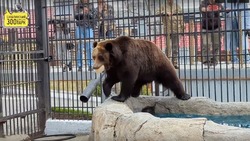 Медведицу из Сахалинского зоопарка угостили необычной закуской