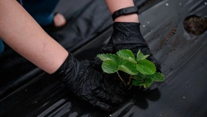 Сахалинские фермеры наращивают площадь ягодных культур