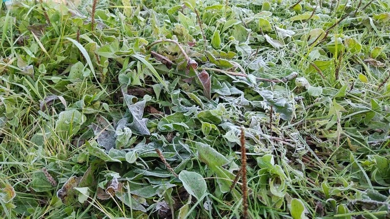 Зима близко: иней накрыл газоны в столице Сахалина