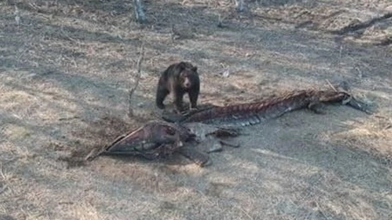 Медведь пришел к останкам кита в Южно-Курильске