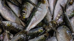 Мойвенная путина на Сахалине: 26 предприятий получили разрешения на вылов рыбы
