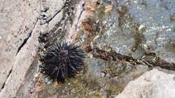 У жителя Сахалина конфискуют 36 млн рублей за контрабанду морского ежа