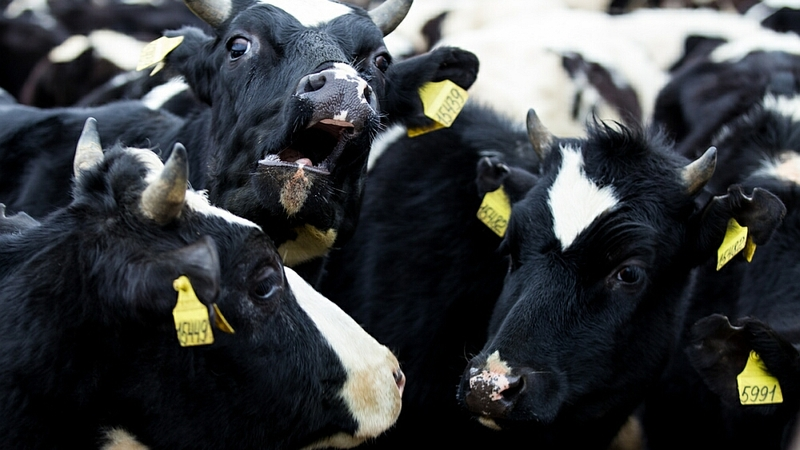 Кожемяко: совхоз «Южно-Сахалинский» необходимо модернизировать