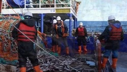 Рыбный завод показал детали добычи и переработки сурими на Курилах