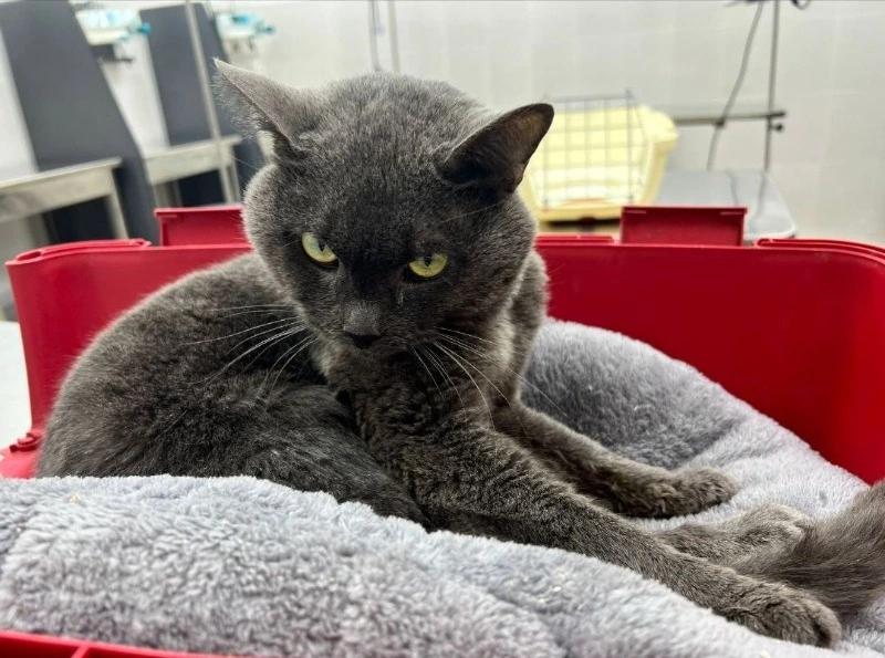 Мужчина выбросил домашнего кота из окна многоэтажного дома в Невельском районе