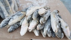 Китайская таможня запретила ввоз сахалинской рыбы из-за коронавируса