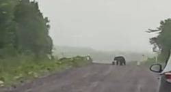 «О, какая»: очевидец заснял медведицу и медвежонка на Курилах во время езды