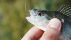 Более 300 корюшек сачком: житель Долинска попался на незаконной рыбалке на Лютоге