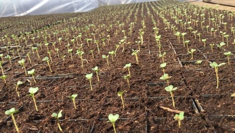 Аграрии Сахалинской области готовятся к малой посевной