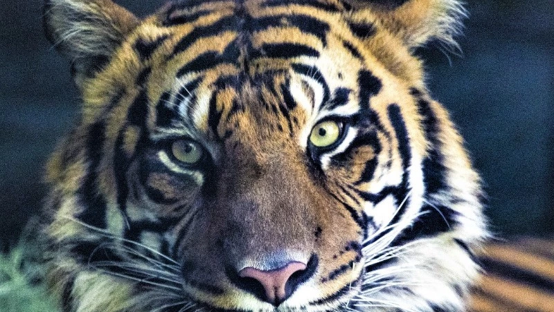 ПАЗЛЫ: Сможете собрать картинки с символом Нового года?