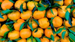 Цены на мандарины взлетели в России