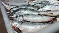 Свежую горбушу предложили жителям Южно-Сахалинска 18 августа