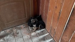 Мужчина незаконно проник с щенками на территорию приюта «Пес и Кот» в Южно-Сахалинске