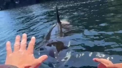 Косатка у берегов Итурупа удивила туристов своим желанием познакомиться