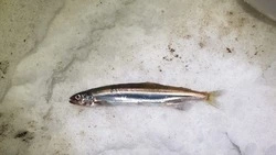 Первая в 2023 году мойва подошла к западному побережью Сахалина