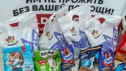 Сахалинцы наполнили «Коробку добра» для бездомных животных