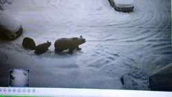 Медвежье «дефиле» попало на камеру видеонаблюдения на Итурупе