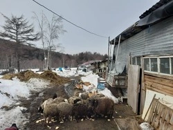 Интернет-магазин запустили для фермеров Сахалина