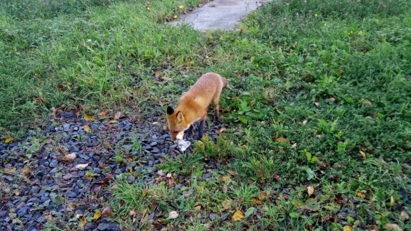 В Южно-Сахалинске дикая лиса выпросила сыр в обмен на фото