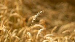 Погода в Южно-Сахалинске 6 июня: +15 градусов и юго-западный ветер 