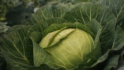 Россиянин украл шесть пожарных шлангов для полива капусты, пока лежал в больнице