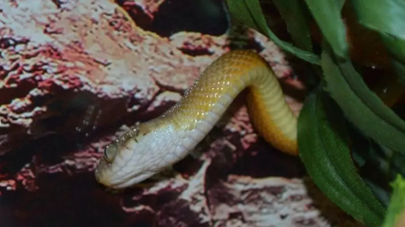 Змею-разрушителя привезли на Сахалин. Она принесла миллиардный ущерб острову Тихого океана