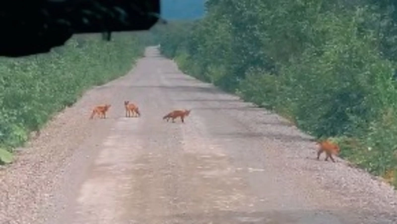 Армию лисиц за два часа повстречал курильский гид на Итурупе