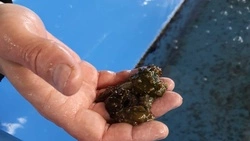 На Сахалине начали выращивать трепанга