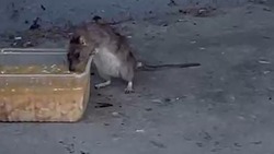 «Вкусно и точка»: очевидцы засняли на видео крысиный пир в Корсакове
