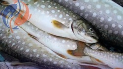 Рыбу по 92 рубля за кг предложили жителям Александровска-Сахалинского 3 декабря