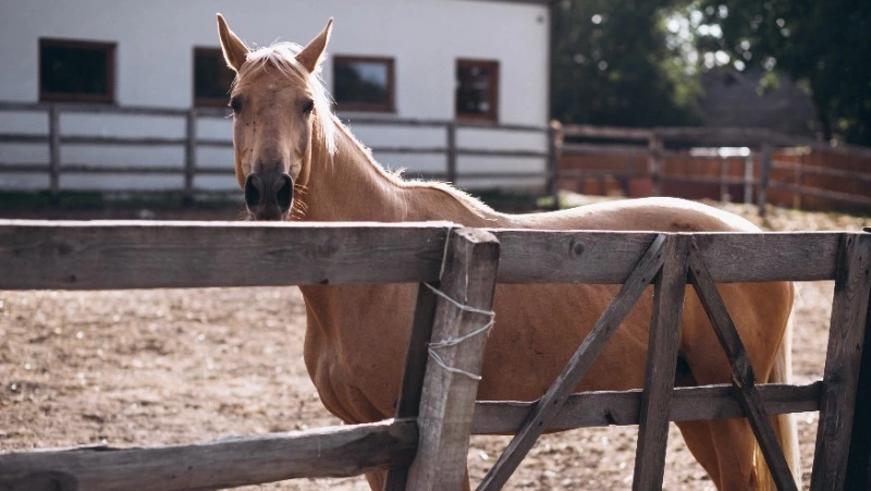Мужчина из Бурятии украл из конюшни на Сахалине лодочный мотор